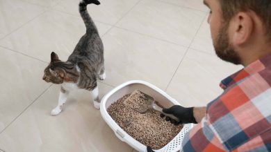 Joven con guantes limpiando la bandeja de basura del gato en casa / arenero gato arena para tu gato