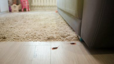 Cucarachas muertas en una casa de departamentos al fondo del sof&aacute; / cucarachas blancas