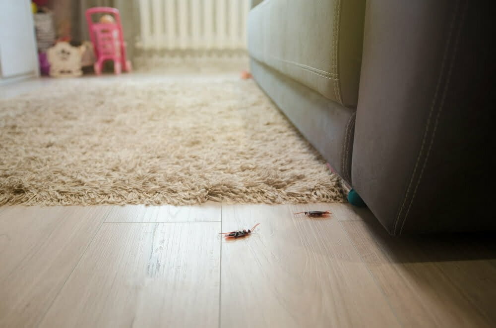 Cucarachas muertas en una casa de departamentos al fondo del sofá