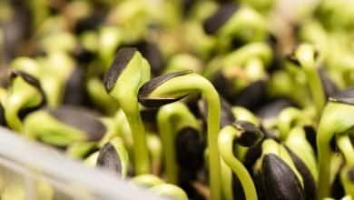 semillas de girasol germinadas