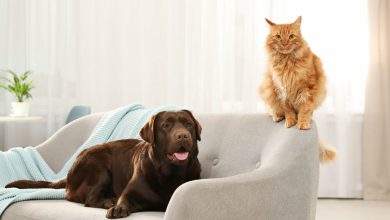 Gato y perro juntos en el sofá / orina de gato o perro / gatos / perro o gato se siente amado por usted / mascotas