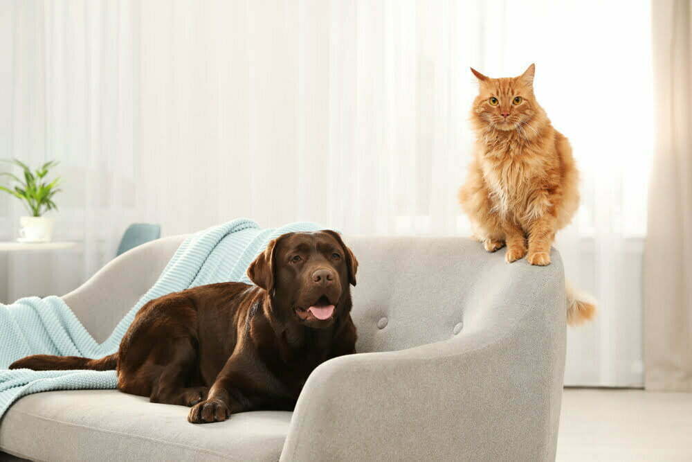 Truco casero para quitar de tu sofá la orina de gato o perro