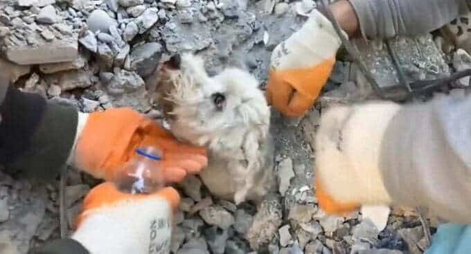 perro rescate Turqu&iacute;a