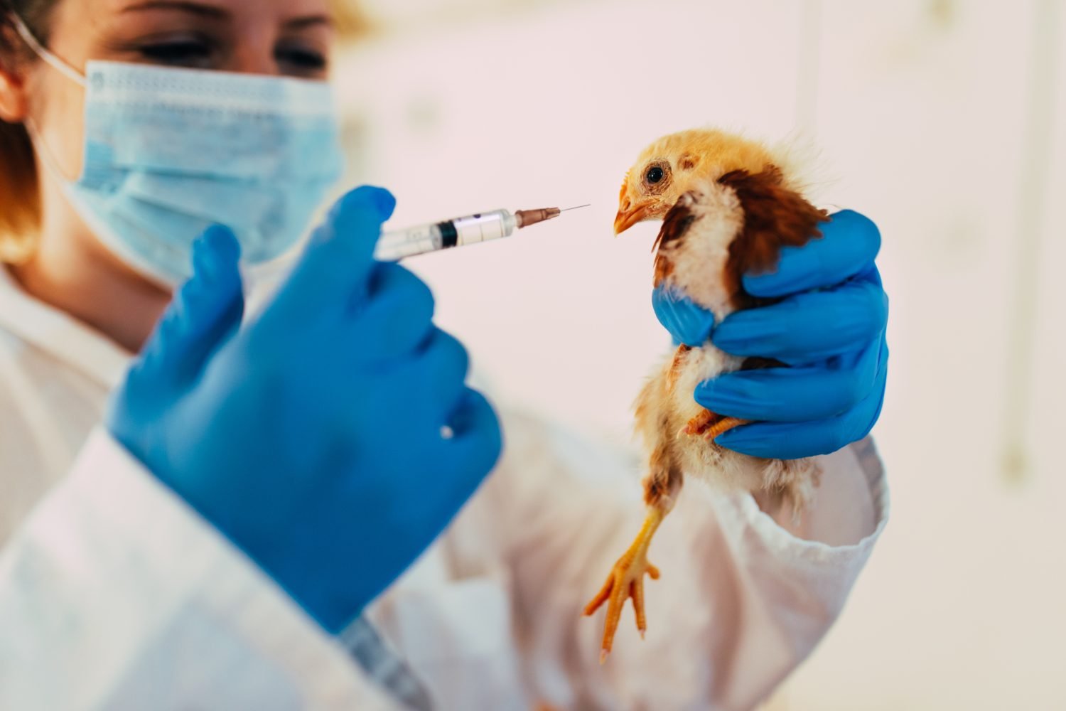la gripe aviar | estado de emergencia