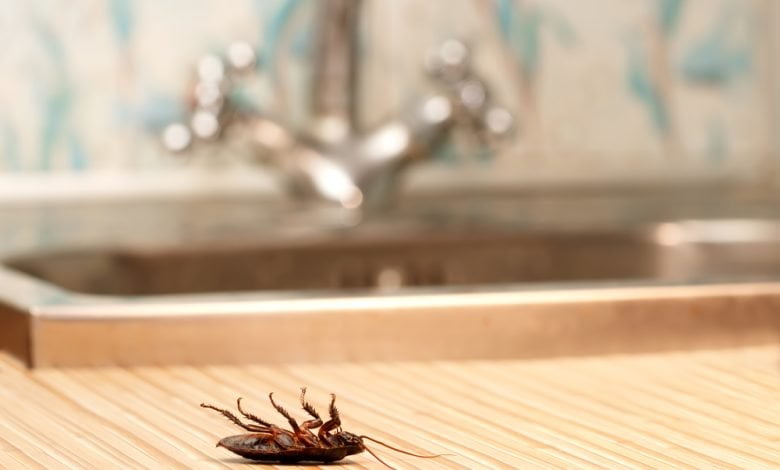 Cucarachas muertas en una casa de apartamentos al fondo del grifo de agu