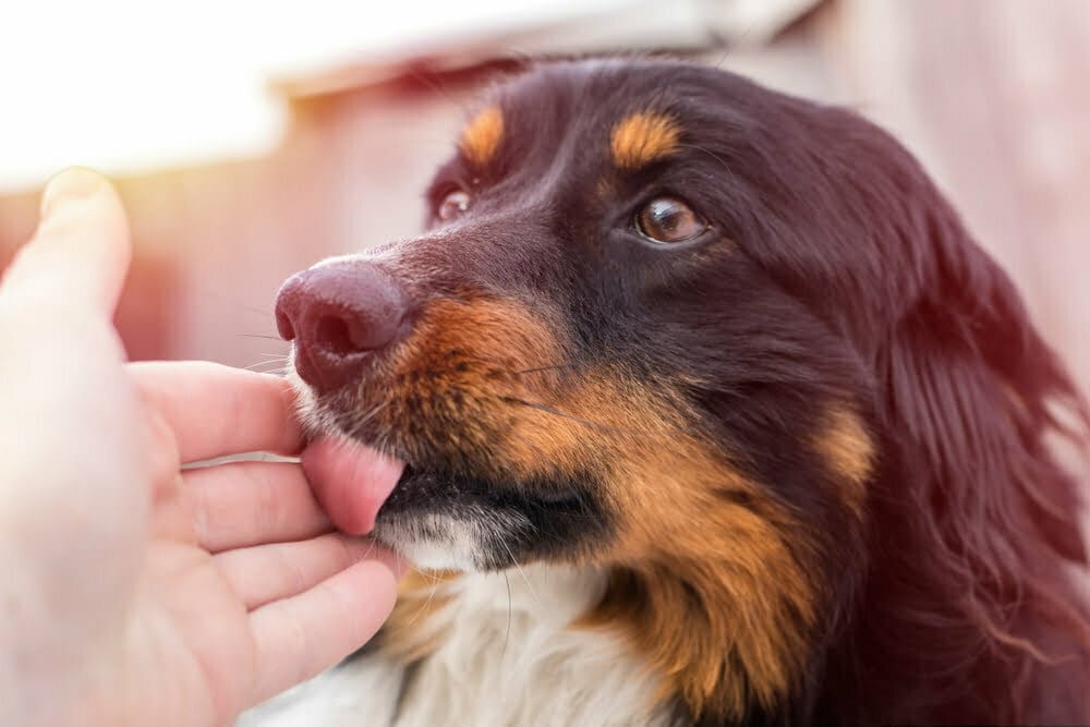 Un peque&ntilde;o perro callejero lame una mano humana, en la calle / lamer de las mascotas mascota