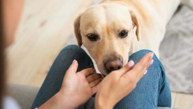 labrador que está listo para jugar con su dueño en un moderno apartamento / perros mascotas / perro