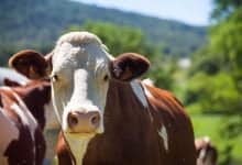 vacas en aeropuerto de medell&iacute;n - Fedegan