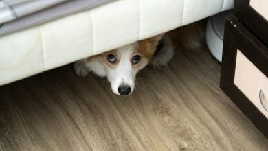 perro se esconde debajo de la cama / perros / razas