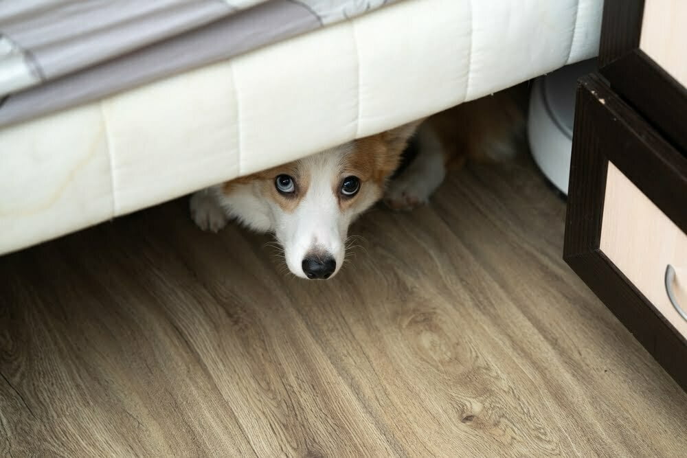 perro se esconde debajo de la cama / perros / razas