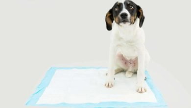 cachorro con estre&ntilde;imiento sin poder defecar sobre tapete