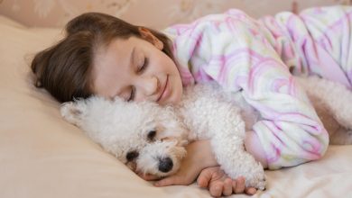 dormir con tu perro / perros / dormir con perros&nbsp;o&nbsp;gatos