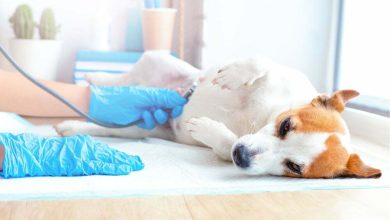 embarazo psicol&oacute;gico