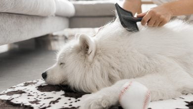 pelos de mascotas / olor a perro