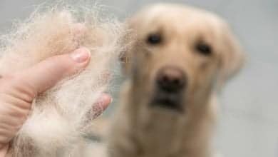 ca&iacute;da del pelo en perros