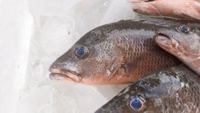 Pescado negro de bajo capturado en un fondo de cubos de hielo / semana santa