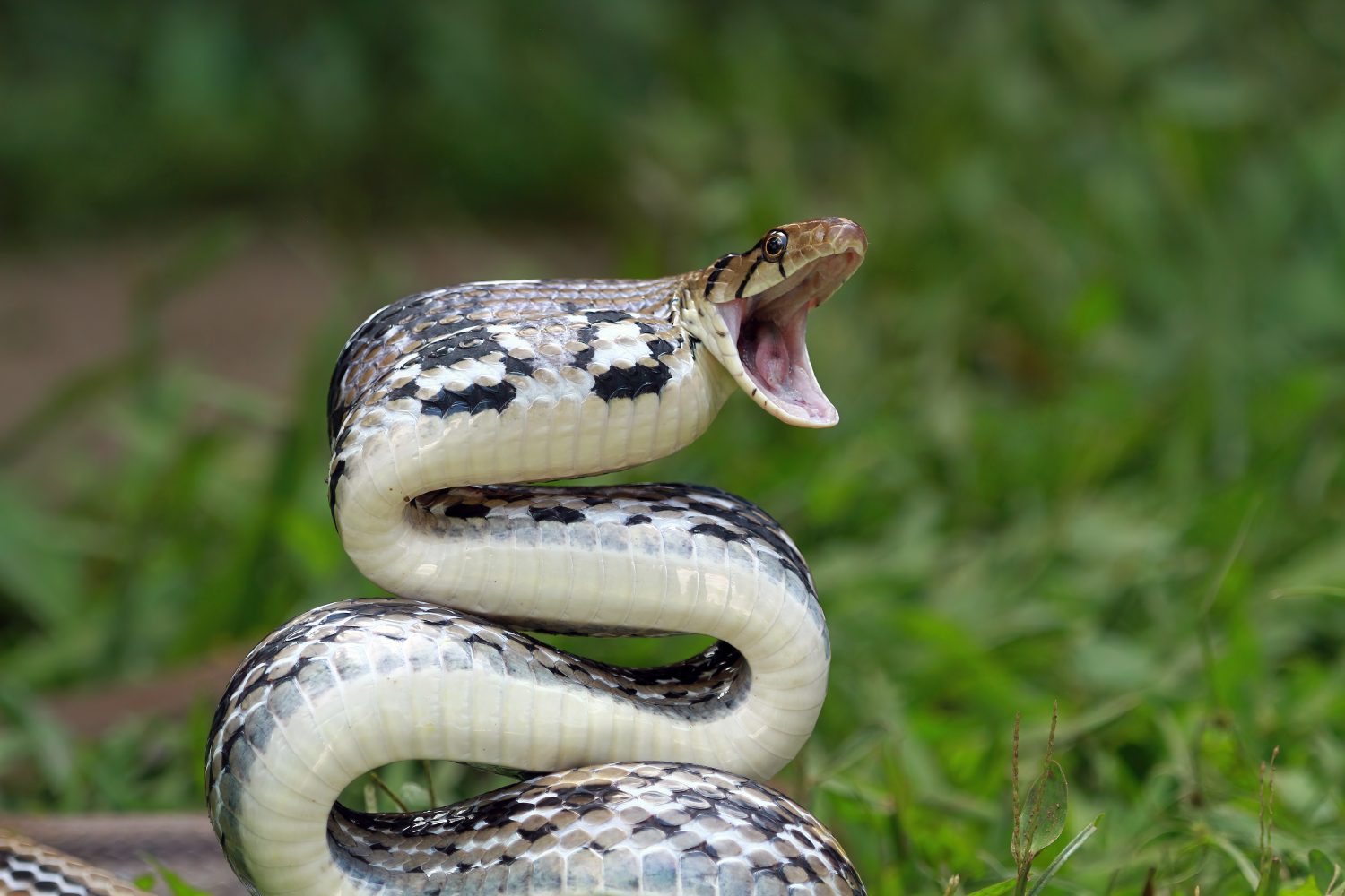 mordido por una serpiente