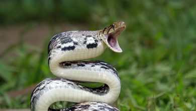 mordido por una serpiente