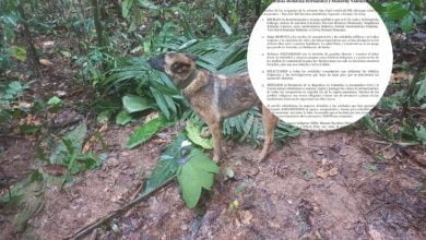 ni&ntilde;os / avioneta