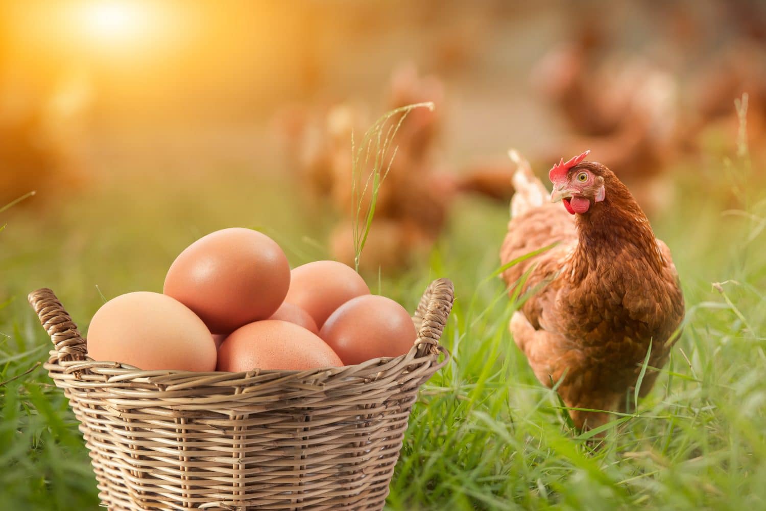 Huevos marrones en la canasta y hab&iacute;a una gallina parada en un lado aislada / el huevo o la gallina