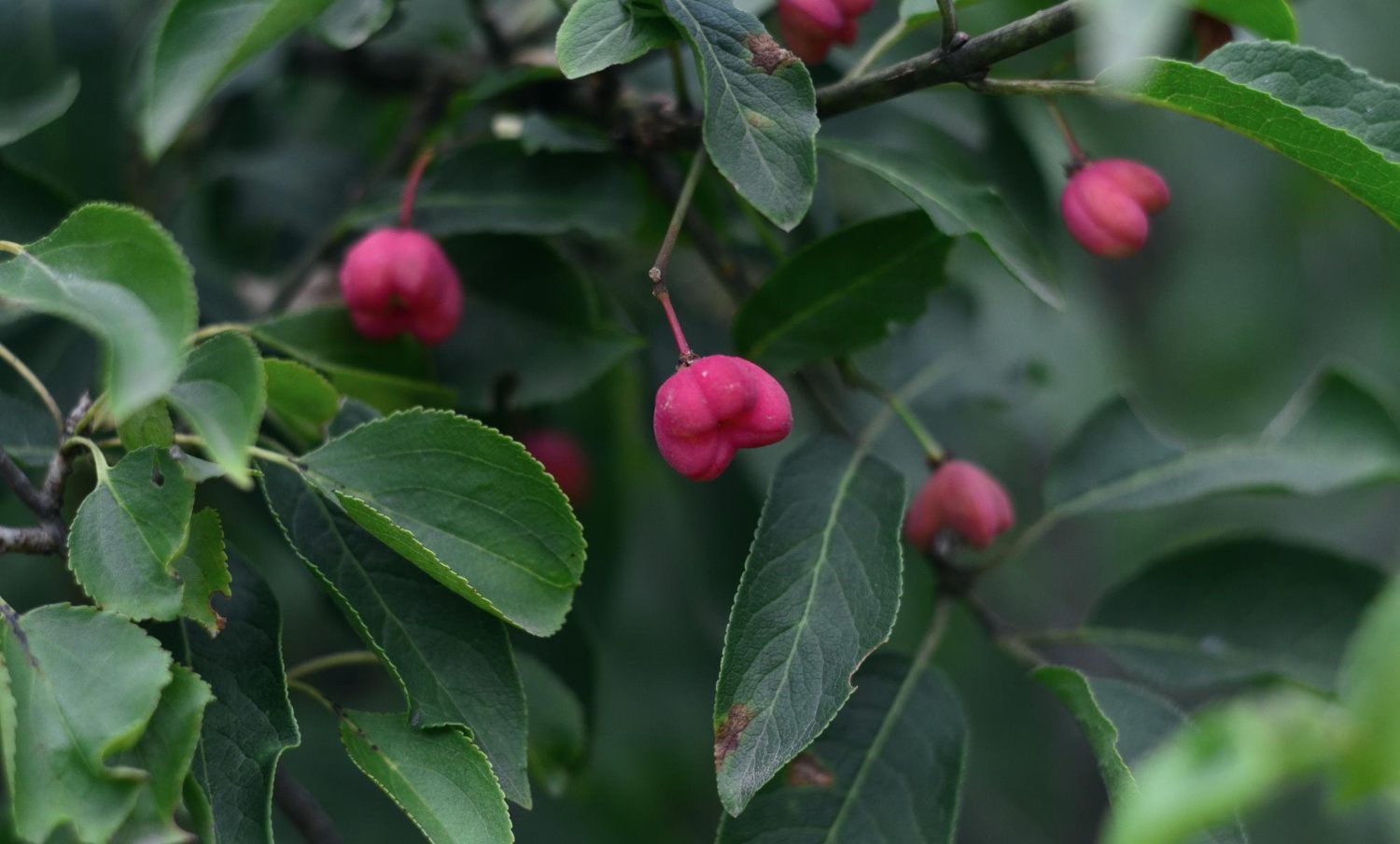foto de una baya en una planta de ashwagandha