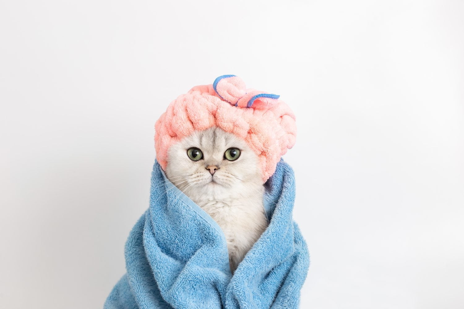 bañar a los gatos / gato