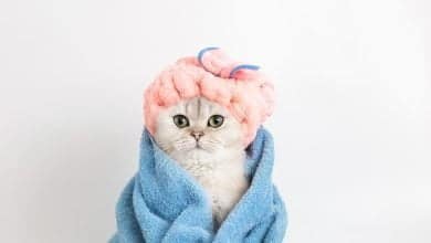 ba&ntilde;ar a los gatos / gato