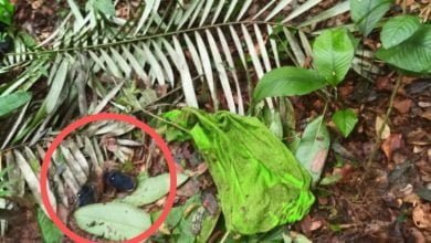 búsqueda de niños perdidos en Guaviare