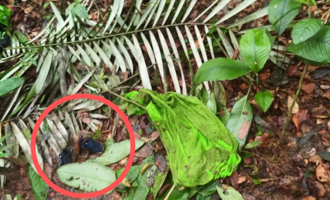 búsqueda de niños perdidos en Guaviare