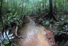 ni&ntilde;os perdidos en Guaviare