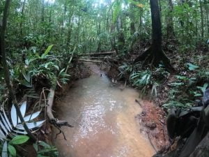 niños perdidos en Guaviare