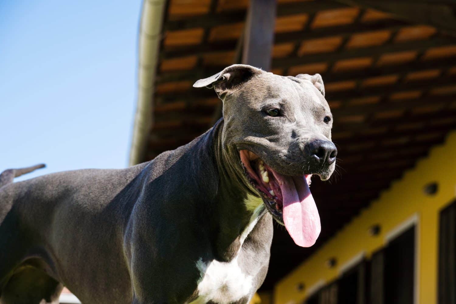 pitbull ataca a otro perro en Bogot&aacute;