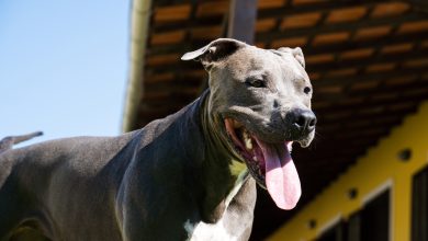 pitbull ataca a otro perro en Bogot&aacute;