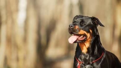 Ni&ntilde;o de un a&ntilde;o