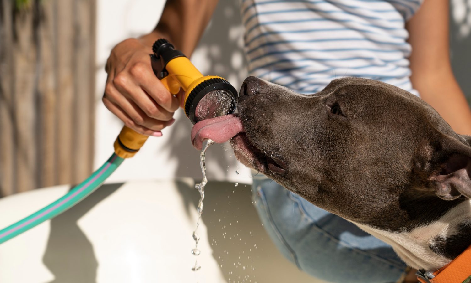 Perro tomando agua para evitar golpe de calor / mascotas