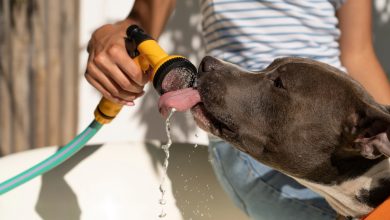 Perro tomando agua para evitar golpe de calor / mascotas