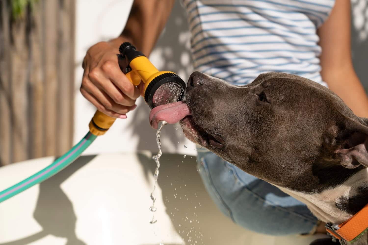 Perro tomando agua para evitar golpe de calor / mascotas