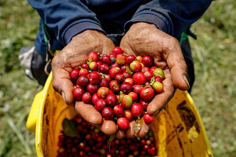 40.000 aprendices campesinos se forman con el SENA
