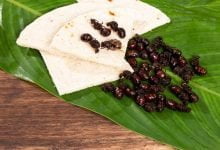 Hormigas culonas Típica Gastronomía de Santander Colombia / gastronomía colombiana
