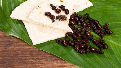 Hormigas culonas T&iacute;pica Gastronom&iacute;a de Santander Colombia / gastronom&iacute;a colombiana / comidas r&aacute;pidas