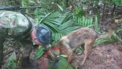 perro que busca a los niños perdidos en la selva / perro wilson