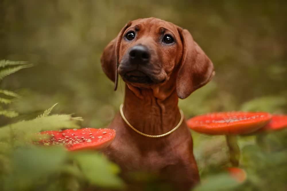 Perro cachorro retosiano retrato cerrado entre hongos t&oacute;xico / plantas