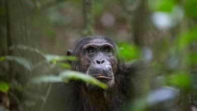 Retrato de mono chimpanc&eacute; salvaje en selva tropical / chimpanc&eacute; / mascotas