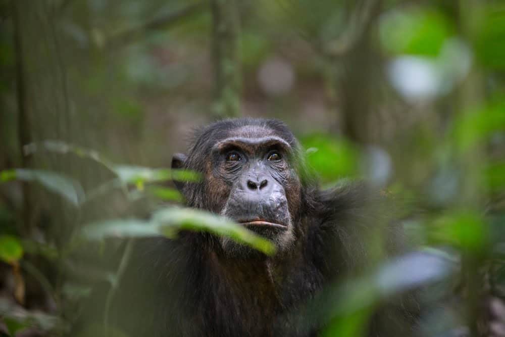 Retrato de mono chimpanc&eacute; salvaje en selva tropical / chimpanc&eacute; / mascotas