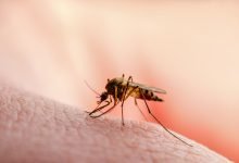 Enfermedad de Malaria, Virus Mayaro o Zika Culex Infeccioso Mosquito Parasite Macro / mosquito culex