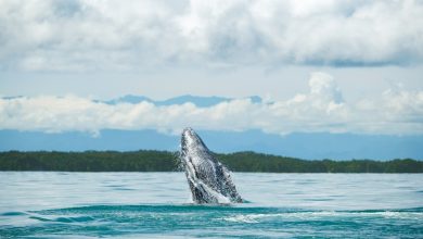 Inicia la temporada de avistamiento de ballenas en Colombia, &iquest;d&oacute;nde verlas?