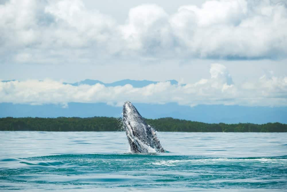 Inicia la temporada de avistamiento de ballenas en Colombia, &iquest;d&oacute;nde verlas?