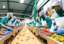 Un grupo de mujeres trabaja en una l&iacute;nea de selecci&oacute;n de una f&aacute;brica de aceitunas / trabajos