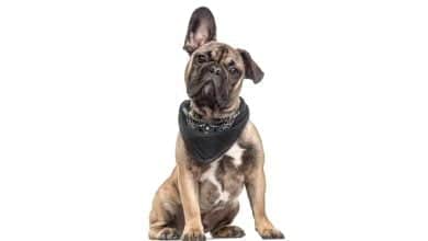 Por qu&eacute; mi perro inclina la cabeza hacia un lado