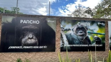 chimpanc&eacute;s
